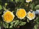Yellow Button ® rose photo