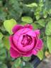 Sir Edward Elgar rose photo