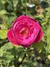 Sir Edward Elgar rose photo