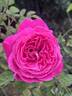 Sir Edward Elgar rose photo