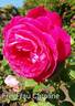 Freifrau Caroline rose photo