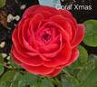 Coral XMas rose photo