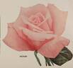Picture rose photo