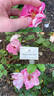 See You in Rosé rose photo