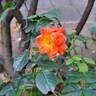 Salto rose photo