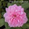 Pink Gruss an Aachen rose photo