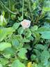 Champagne rose photo