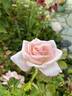 Kyria rose photo