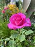 Laser rose photo