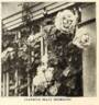 Mrs. W. J. Grant, Cl. rose photo
