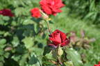 Rose Osaka rose photo