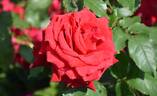 Rose Osaka rose photo