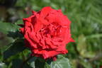 Rose Osaka rose photo