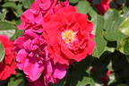 Lovestruck rose photo