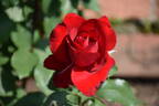 Opening Night ™ rose photo