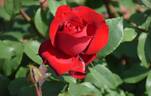 Opening Night ™ rose photo