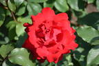 Opening Night ™ rose photo