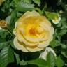 Sunshine Daydream rose photo