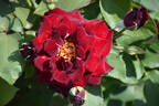 Kuroshinju rose photo