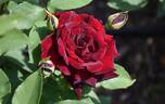 Kuroshinju rose photo