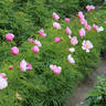 <i>P. tenuifolia</i> 'Klaus' peony photo