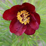 Little Odin peony photo