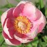 Lovely Edda peony photo