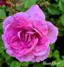 Blue Chip rose photo