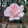 Grand Siècle® rose photo