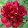 Valkyrie peony photo