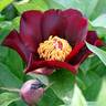 Dark Eyes peony photo