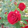 True Love rose photo