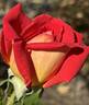 Gallivarda rose photo
