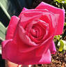 Elsie May rose photo