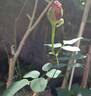 Perugino rose photo