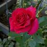 Stiletto rose photo