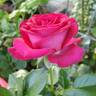 Stiletto rose photo
