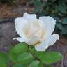 Smooth Talk rose photo