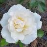 Smooth Talk rose photo