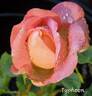 Typhoon rose photo