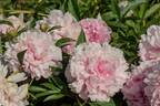Archie Brand peony photo
