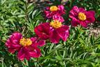 Departing Sun peony photo