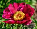 Departing Sun peony photo