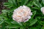Mrs. C. S. Minot peony photo