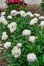 Mrs. C. S. Minot peony photo
