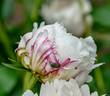 Frances Willard peony photo