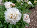 Frances Willard peony photo