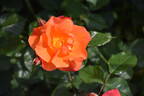Princess Michiko rose photo