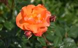 Princess Michiko rose photo
