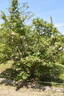<i>Rosa hirtula</i> rose photo